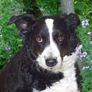 Katy was adopted in 2004